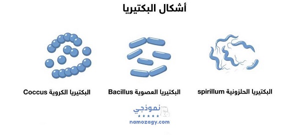 أشكال البكتيريا، بحث عن البكتيريا