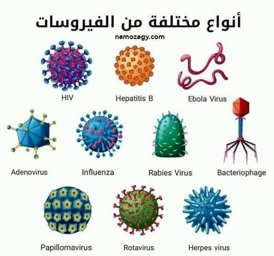 أنواع الفيروسات، بحث عن الفيروسات